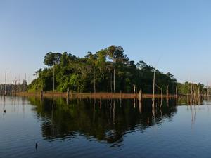 Amazonian forest island