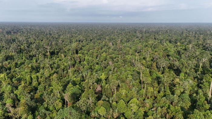 A well-preserved, natural peat swamp forest in Sumatra, Indonesia