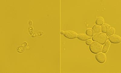 UT Austin Engineers Converts Yeast Cells into Biofuel