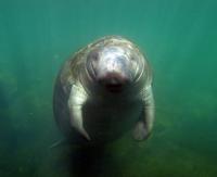 Florida Manatee in Homosassa Springs Wildlife State Park, Florida