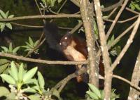 New Species <em>Biswamoyopterus gaoligongensis</em> (2 of 2)