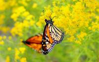 An eastern monarch in Florida