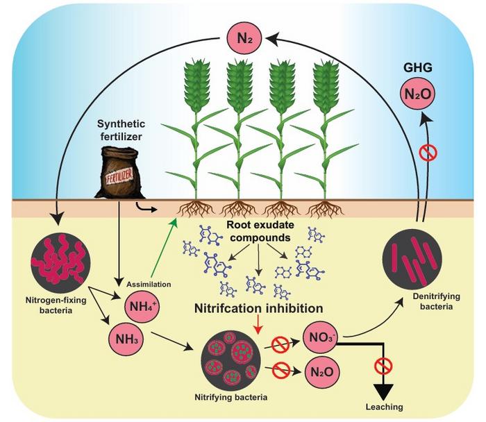 Fig. 2: Schematic representation of inorganic nitrogen cycling in soil and the role of BNIs from plant root exudates in curbing the nitrification process.