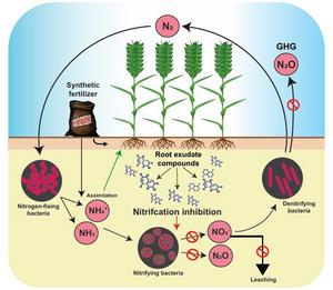 Fig. 2: Schematic representation of inorganic nitrogen cycling in soil and the role of BNIs from plant root exudates in curbing the nitrification process.
