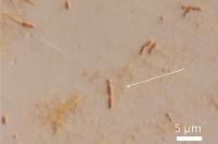 <em>S. pasteurii</em> Bacteria