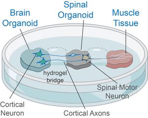 Illustration of the Brain-Spinal Cord-Muscle organoid