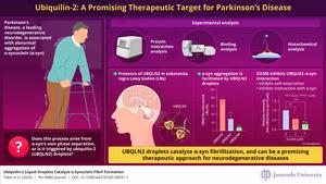 Ubiquilin-2 liquid droplets: Are they promoting α-synuclein aggregation?