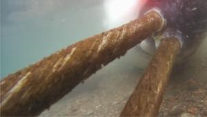 A double-tusked narwhal harvested in the study area by Inughuit hunters and used for analysis, Inglefield Bredning Fjord, Northwest Greenland (Photo: E. A. Podolskiy, August 2023).