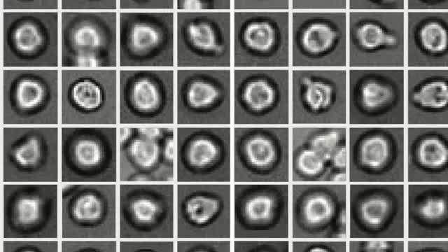Deep Learning Predicts Hematopoietic Stem Cell Development
