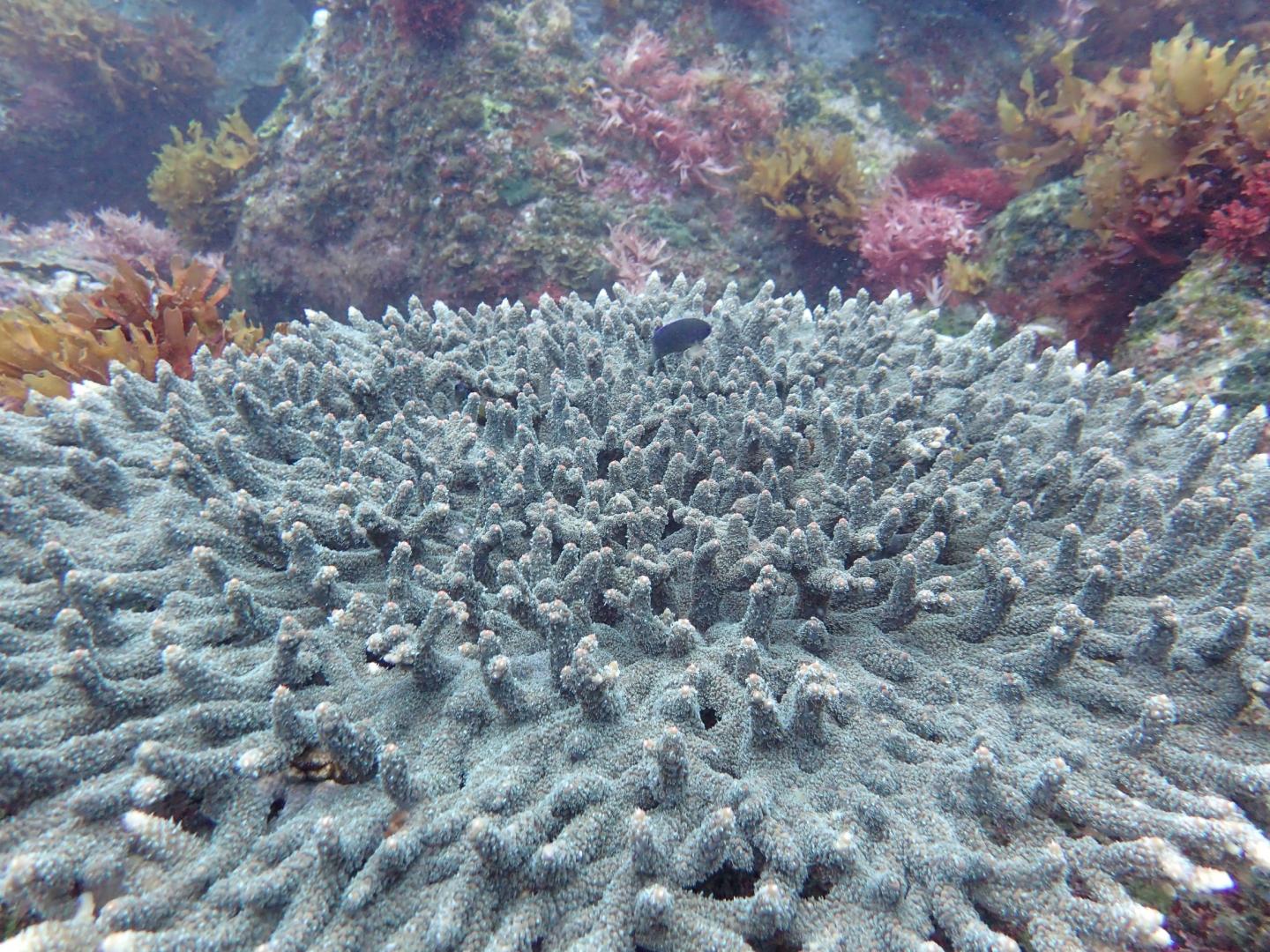 Effects of Ocean Acidification