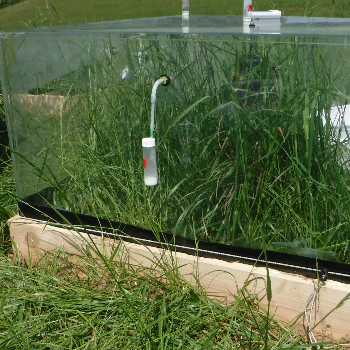 Pulse-chase Experiment