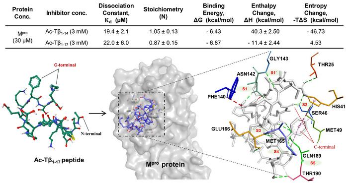 Discovery of the Antiviral Activity of Ac-Tβ1-17