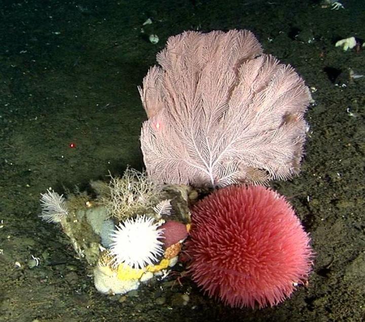 Deep-Water Corals