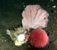 Deep-Water Corals