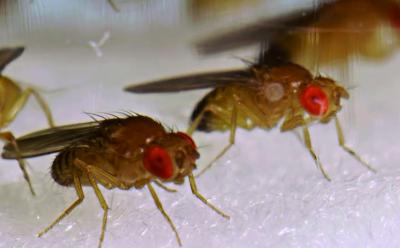 Fruit Flies Help Discover How Genes Get Lost