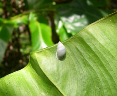 Tree Snail (<i>Partula hyalina</i>)