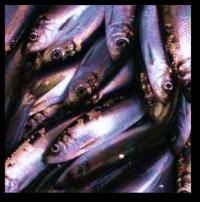 Pacific Herring