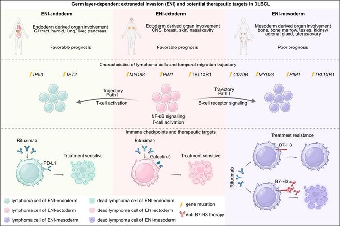 Germ layer-dependent lymphoma invasion