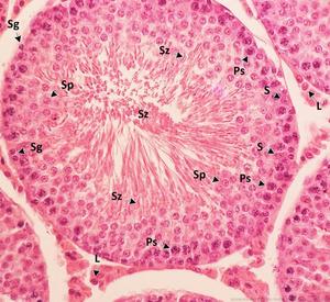 Histological characteristics of normal testes with various spermatogenic cells within the seminiferous tubules