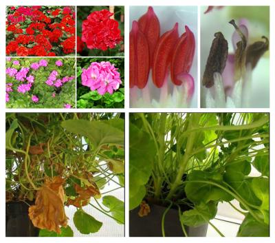 <i>Pelargonium</i>