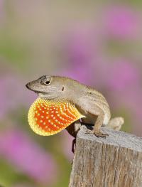 Brown Anole Lizard