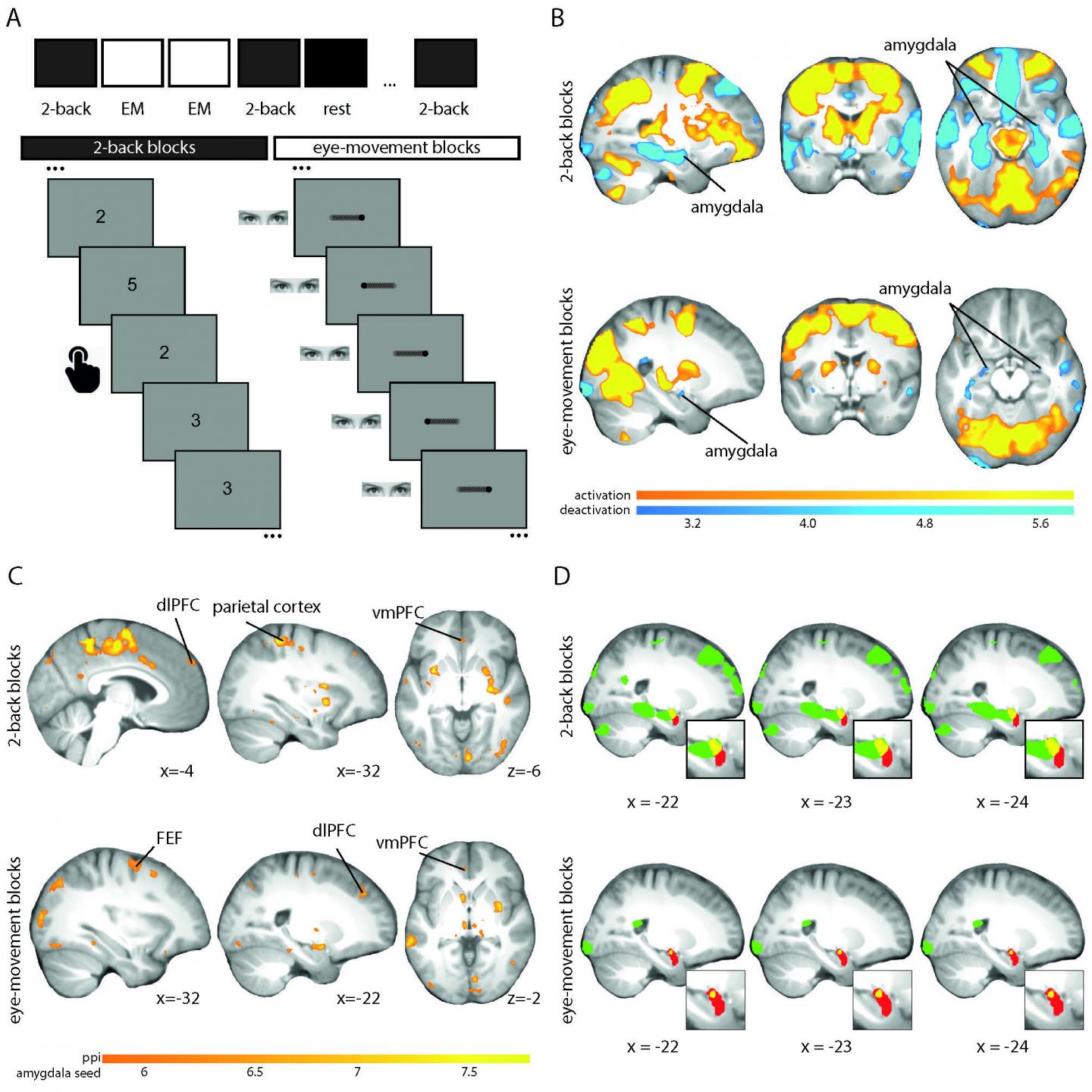 EMDR Suppresses Amygdala