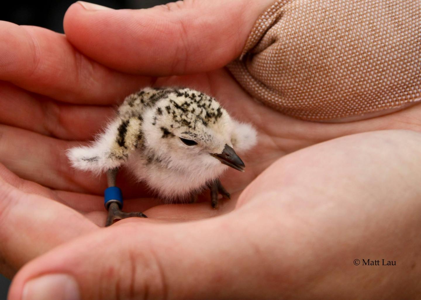Snowy Plover Chick