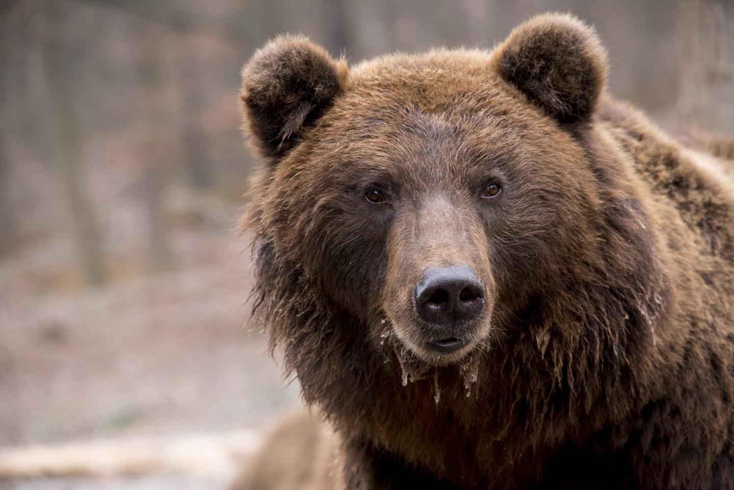 <I>Ursus arctos</I>