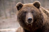 <I>Ursus arctos</I>