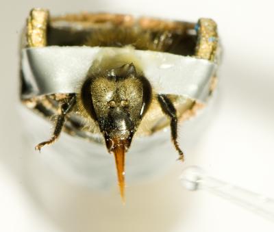 Honeybee Extending Her Proboscis