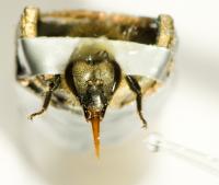 Honeybee Extending Her Proboscis