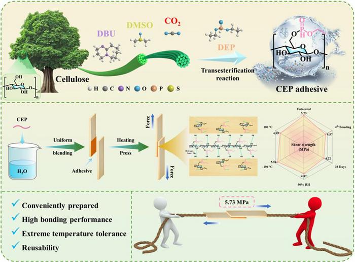 Water-Soluble Cellulose Adhesive Enables Strong, Reusable Bonding Across Extreme Conditions