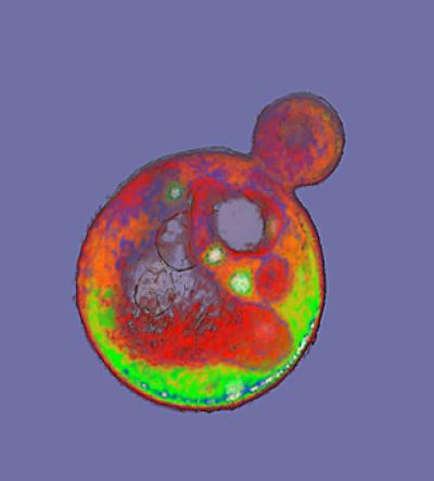 <I>S. cerevisiae</I> Yeast