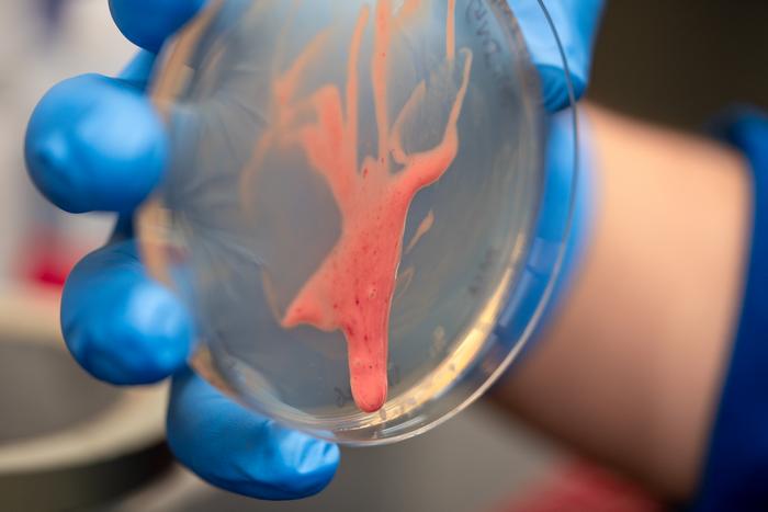 Biologists and Engineers Follow Goopy Clues to Plant-Wilting Bacteria