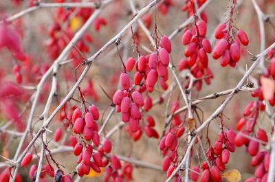 <i>Berberis vulgaris</i>