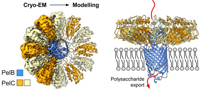 Transport complex within the cell membrane of P. aeruginosa