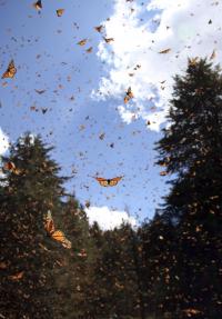 Monarchs in Mexico