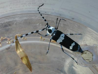 <I>Rosalia funebris</I> female