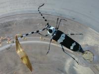 <I>Rosalia funebris</I> female