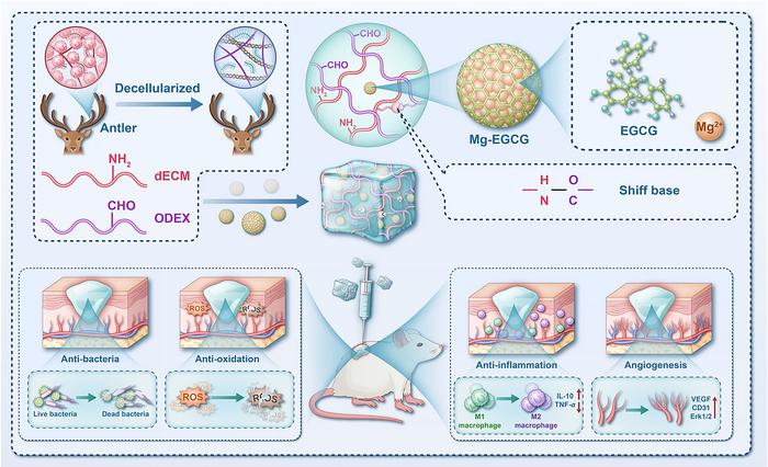 Schematic diagram of the synthesis of Mg-EGCG@dECMH hydrogel for promoting diabetic wound healing.