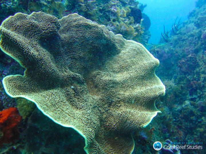 High-latitude Corals