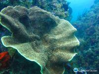 High-latitude Corals