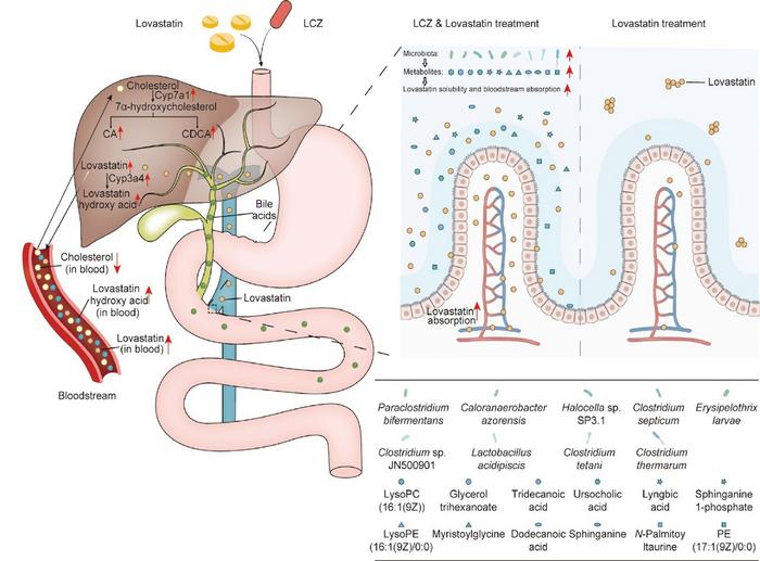 Proposed mechanism underlying the enhanced efficacy of co-administration of LCZ and lovastatin in the treatment of hyperlipidemia.