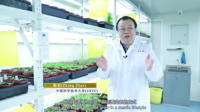 Mystery solved: How do tips of plants stay virus-free?