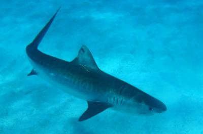 Tiger Shark (2 of 2)