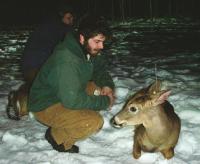 radio deer