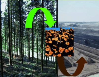 Wood, Trees