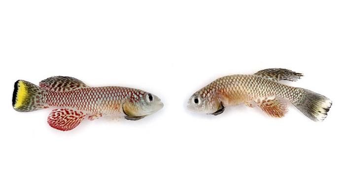 Young and old male killifish