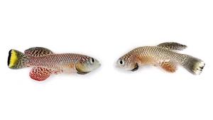 Young and old male killifish