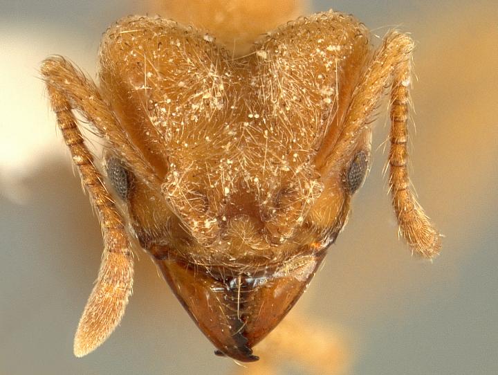 The Radiohead Ant